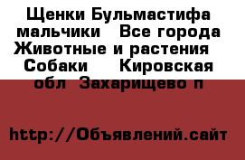 Щенки Бульмастифа мальчики - Все города Животные и растения » Собаки   . Кировская обл.,Захарищево п.